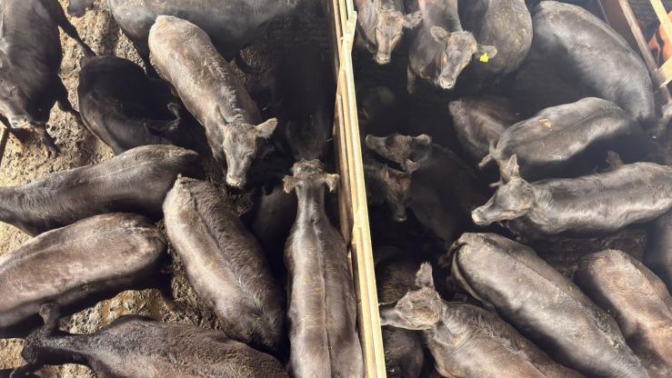 Cierre de 2025 con buen ingreso y precios sostenidos en el Mercado de Cañuelas