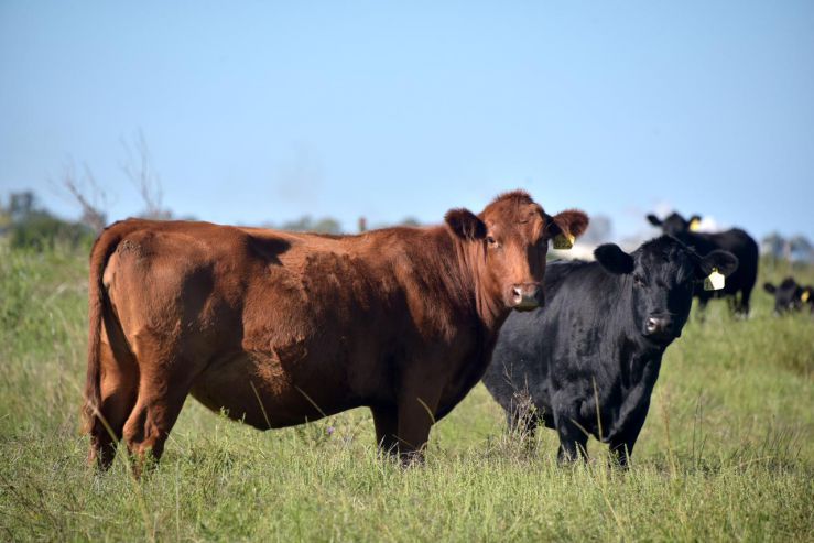 Lanzan un visor digital que mejora la trazabilidad y el control para los productores