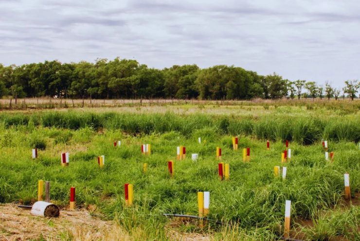 Ni el agua ni el clima: el nitrógeno es la clave de los rindes forrajeros