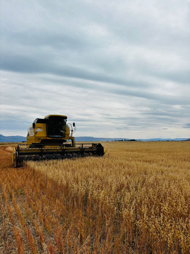 Hicieron trigo en el Calafate con rindes de 3.000 kilos por hectárea y hasta Milei los felicitó