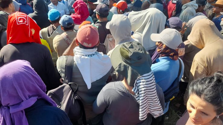 Sin acuerdo salarial, advierten que peligra la producción de aceitunas