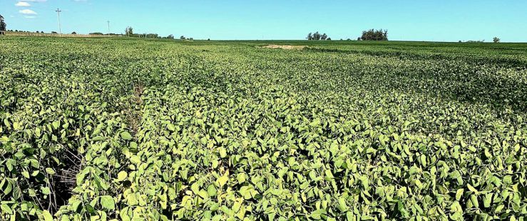 El Gobierno prorrogó la emergencia agropecuaria en Santa Fe, Buenos Aires y Río Negro