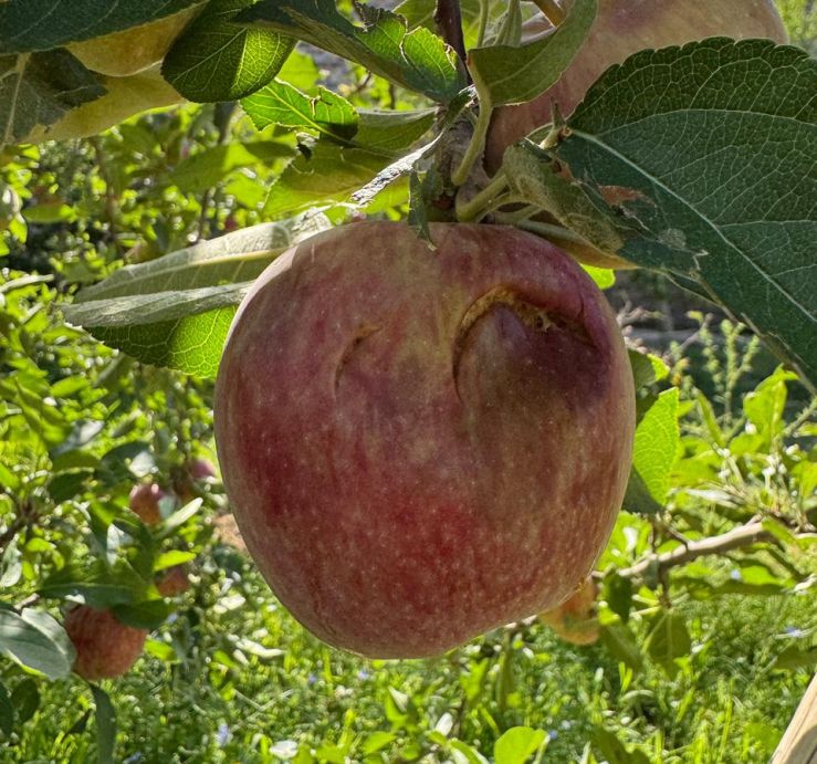 El Gobierno prorrogó la emergencia agropecuaria en Santa Fe, Buenos Aires y Río Negro