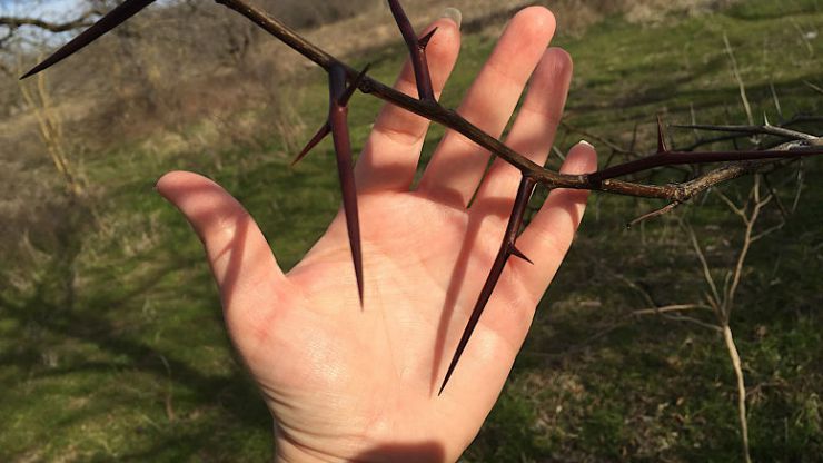 Proyecto Acacia negra, la respuesta colectiva frente al avance de la invasora
