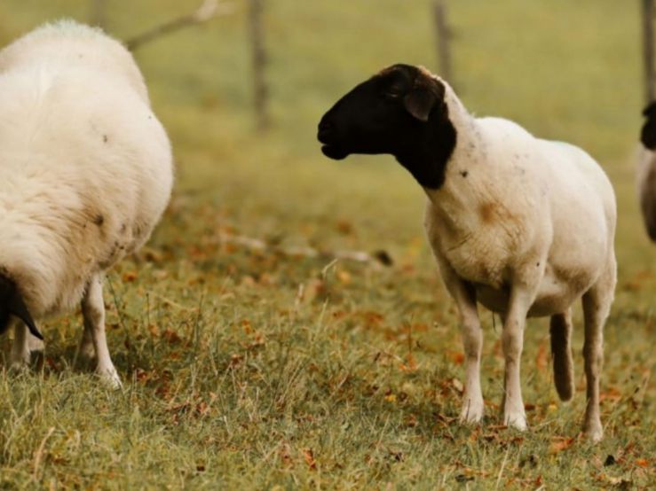 Alerta: ingresó desde Paraguay una enfermedad mortal en ovinos