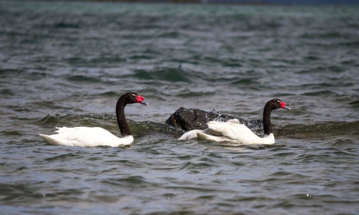Alerta en Chile por expansión de influenza aviar: detectaron virus en un cisne de cuello negro Alerta en Chile por expansión de influenza aviar: detectaron virus en un cisne de cuello negro
