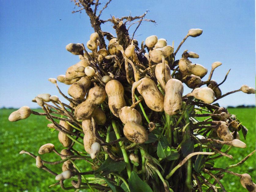 Extraen colorante natural de la cáscara de maní - Revista Chacra